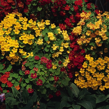 Nasturtium majus 'Whirlybird Mix'