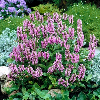 Nepeta x faassenii 'Pink' 