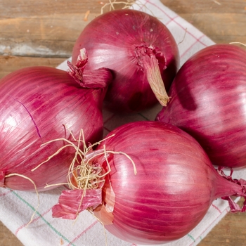 Allium cepa 'Red Wethersfield' 