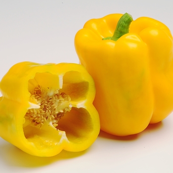 Capsicum annuum 'Admiral'