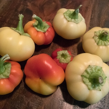 Capsicum annuum 'Alma Paprika' 