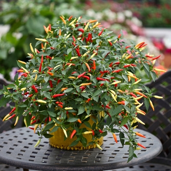 Capsicum annuum 'Basket of Fire' 