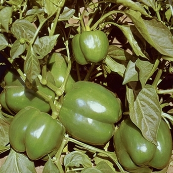 Capsicum annuum 'Bell Boy'