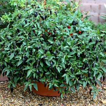 Capsicum annuum 'Chenzo'