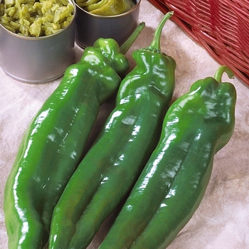 Capsicum annuum 'Big Chili'