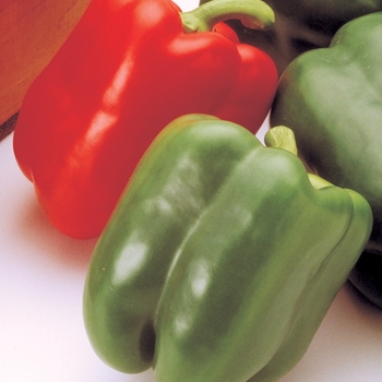 Capsicum annuum 'Aristotle'