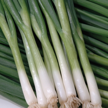 Allium cepa 'Green Banner'