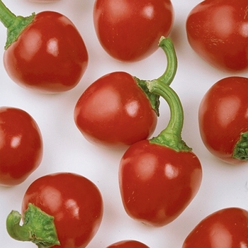 Capsicum annuum 'Cherry Pick'