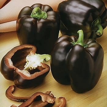 Capsicum annuum 'Chocolate Beauty' 