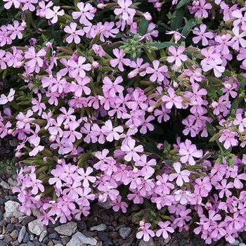 Saponaria x lempergii 'Max Frei' 