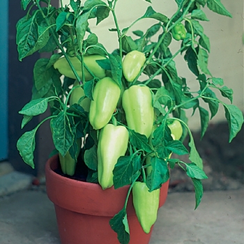 Capsicum annuum 'Gypsy' 