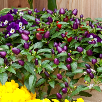 Capsicum annuum 'Loco'