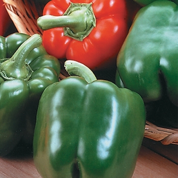 Capsicum annuum 'King Arthur' 
