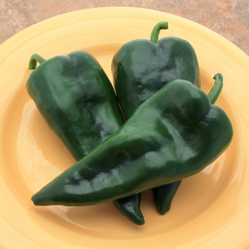 Capsicum annuum 'Mosquetero' 