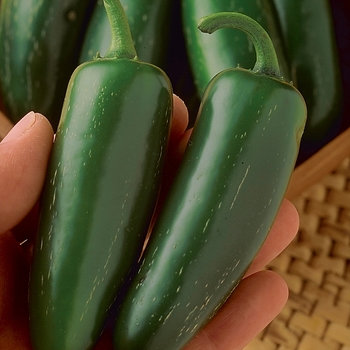 Capsicum annuum 'Mucho Nacho'