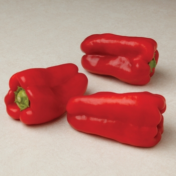 Capsicum annuum 'Red Belt' 