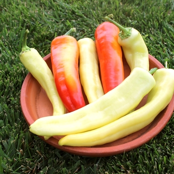 Capsicum annuum 'Sweet Sunset' 