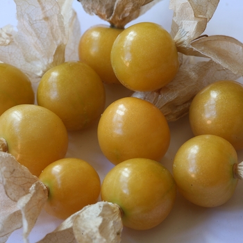 Physalis edulis 'Little Lanterns' 