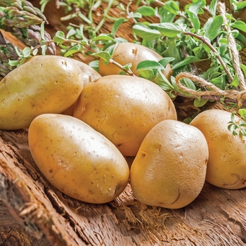 Solanum tuberosum 'Kennebec'