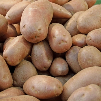 Solanum tuberosum 'Norkotah' 