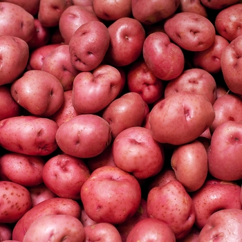 Solanum tuberosum 'Norland Red'