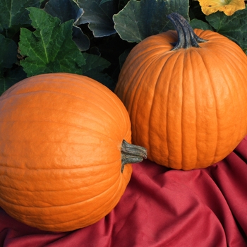 Cucurbita maxima 'Cracker Jack' 