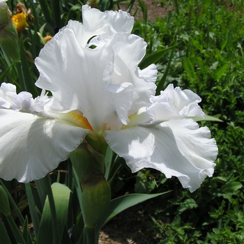 Iris germanica 'Mesmerizer' 