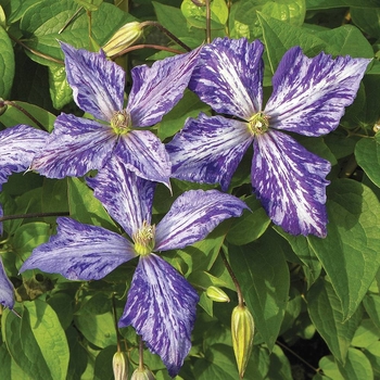 Clematis 'Tie Dye' 