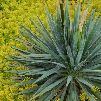 Yucca filamentosa 'Excalibur'