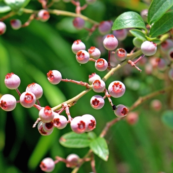 Vaccinium angustifolium 'Pink Popcorn'