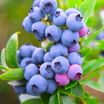 Vaccinium angustifolium 'Razz'