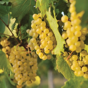 Vitis vinifera 'Edelweiss'