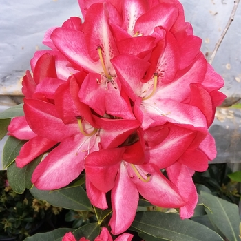 Rhododendron 'Vincent Van Gogh' 