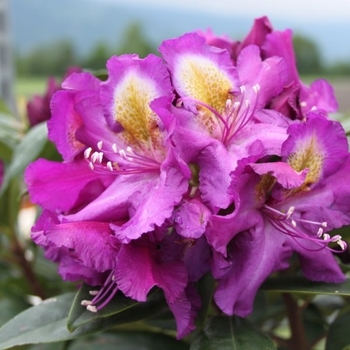 Rhododendron 'Tamarindos' 