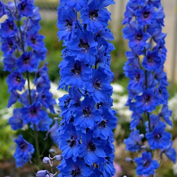 Delphinium elatum 'Million Dollar Blue' 