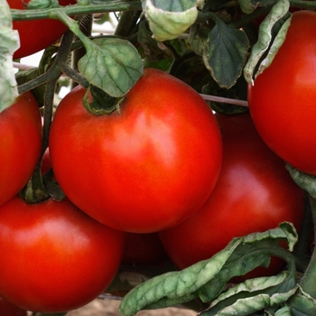 Lycopersicon esculentum 'Camaro' (127358)