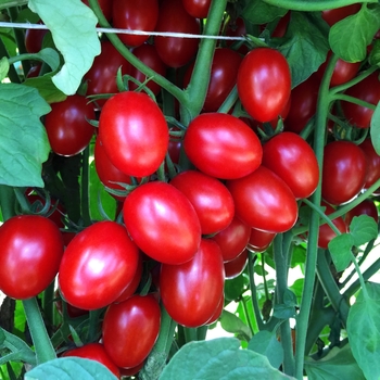 Lycopersicon esculentum 'Ruby Crush' 