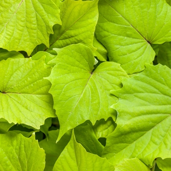 Ipomoea batatas 'NCORNSP-020BWGWE' 