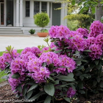 Rhododendron Dandy Man® 'Purple'