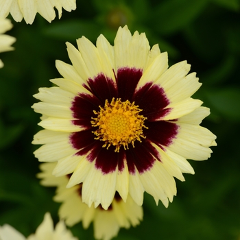Coreopsis 'Balupteamed' PP28866