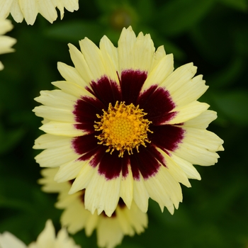 Coreopsis UpTick™ 'Cream & Red'