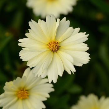 Coreopsis UpTick™ Cream