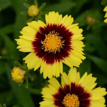 Coreopsis UpTick™ 'Yellow & Red'