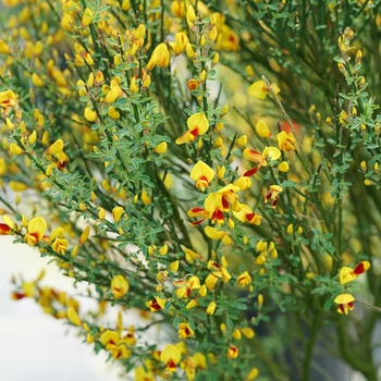 Cytisus scoparius 'Sister Disco®'