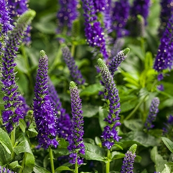 Veronica Magic Show® 'Enchanted Indigo'