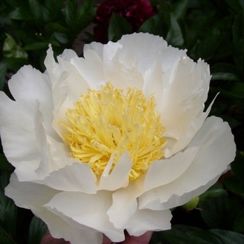 Paeonia lactiflora 'Ivory Treasure' 