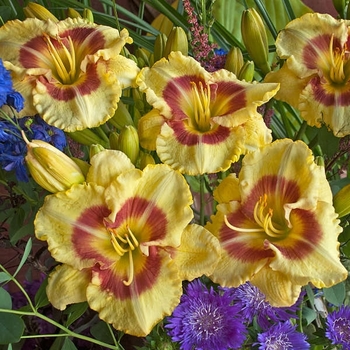 Hemerocallis 'Monterrey Jack' 