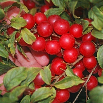 Prunus japonica x jacquemontii 'Joel' 