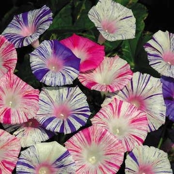 Ipomoea purpurea 'Carnival of Venice' 