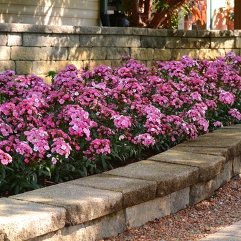 Dianthus 'Pink Magic' 